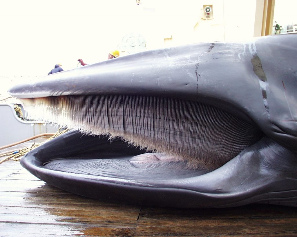 指定鯨類科学調査法人 一般財団法人日本鯨類研究所所蔵クジラアイテム Vol 1クジラのヒゲを原料とする工芸品編 耳ヨリくじら情報 くじらタウン