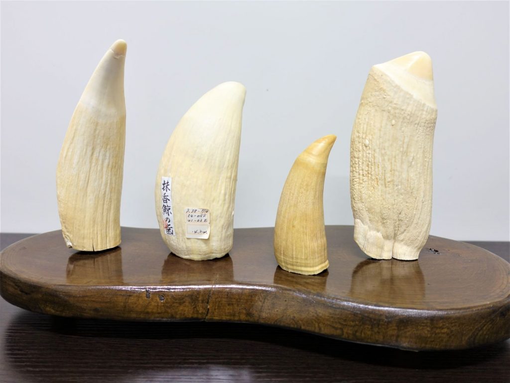 Vol.2 クジラの歯を原料とする工芸品編【指定鯨類科学調査法人/一般 