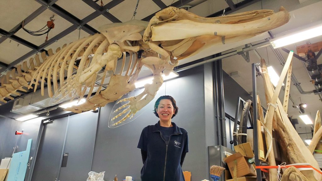 国立科学博物館で鑑賞できる6つのクジラ関連展示品 | 耳ヨリくじら情報 
