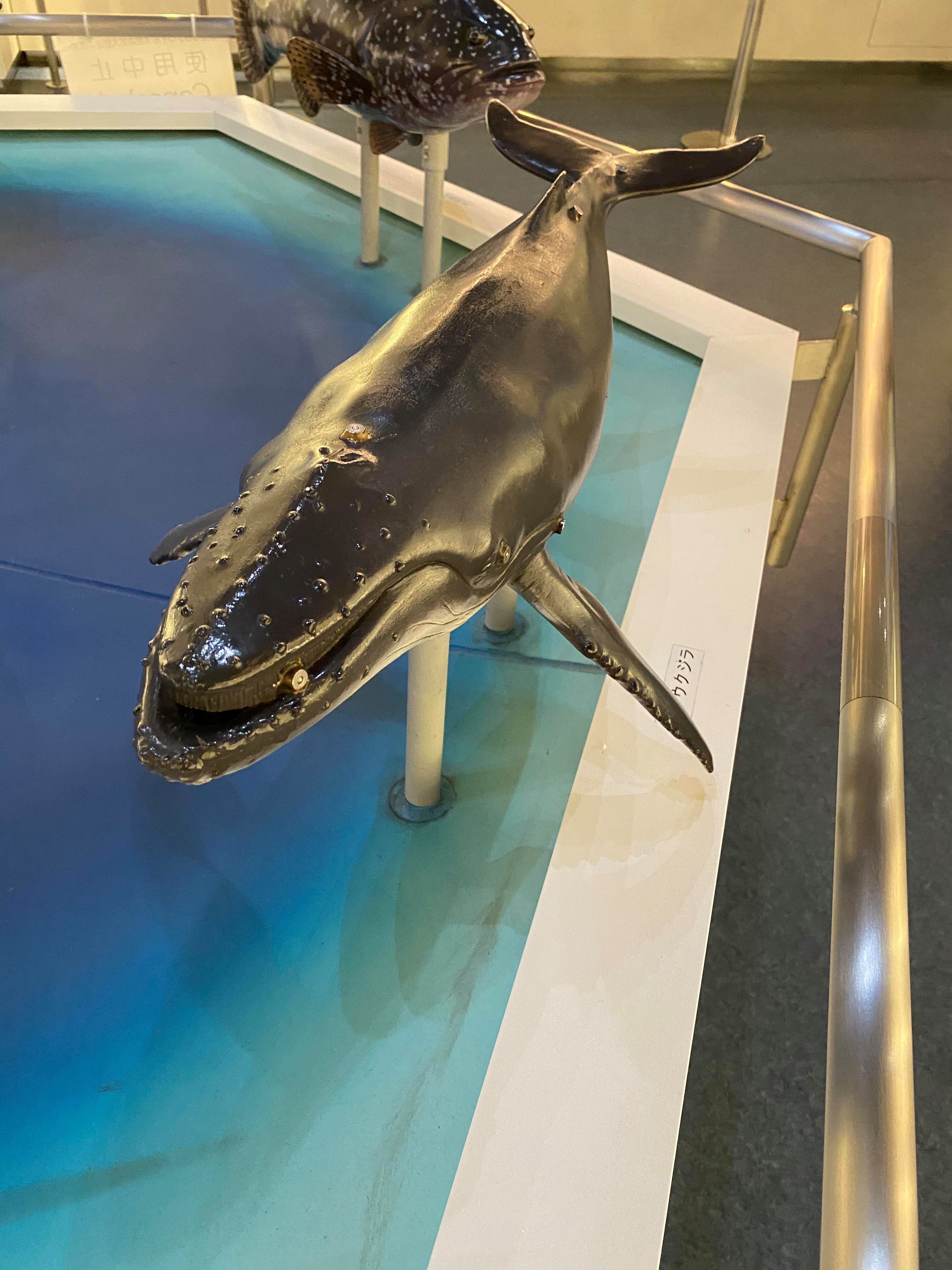 くじら 投稿写真館 楽しむ くじらタウン