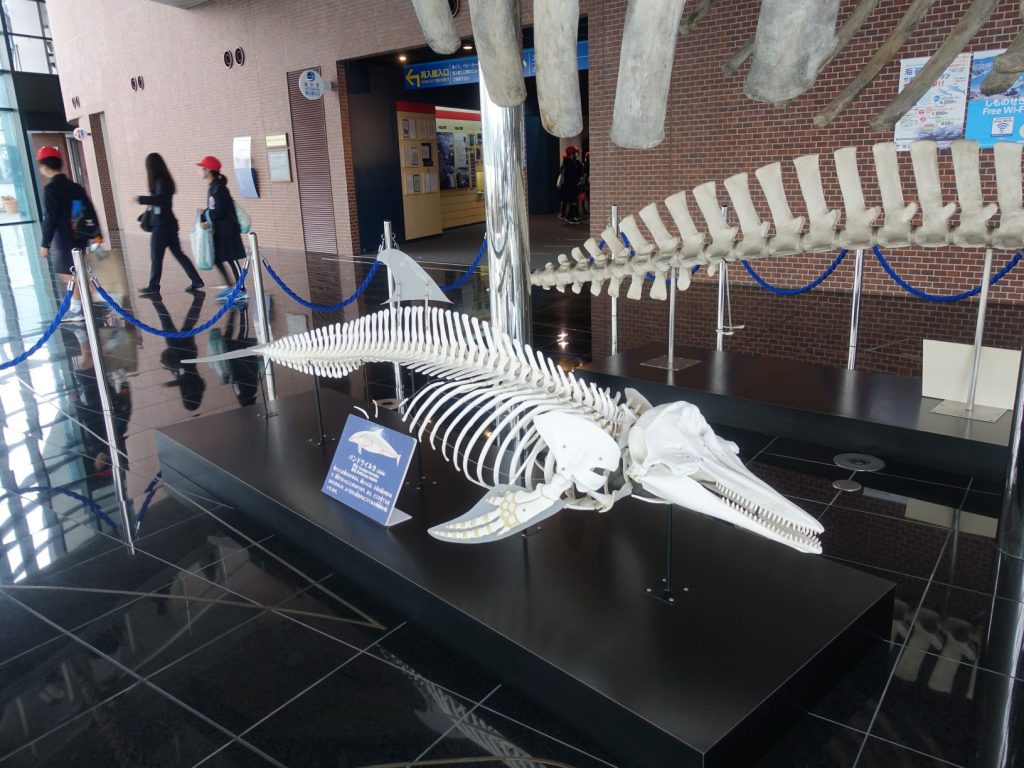 世界最大のクジラの骨格標本まで展示 下関市と縁が深い生き物の紹介が楽しい 市立しものせき水族館 海響館 耳ヨリくじら情報 くじらタウン