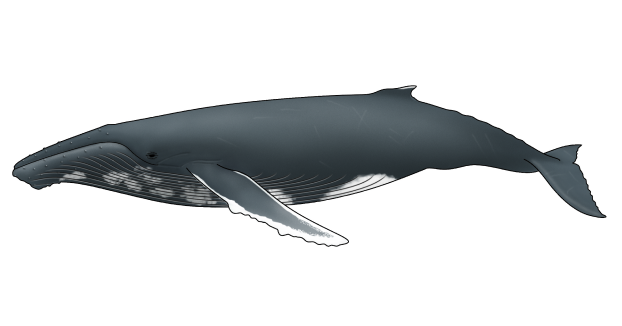 ザトウクジラ《Humpback whale》 | くじらタウン
