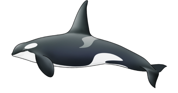 Shachi Project, シャチ = Shachi = Killer Whale A inflatable Ki…