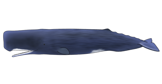 マッコウクジラ《Sperm whale》 | くじらタウン