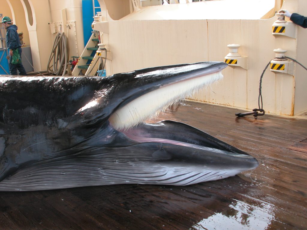 クジラを学ぼう！】第１回 クジラってどんな生き物？ | くじらタウン