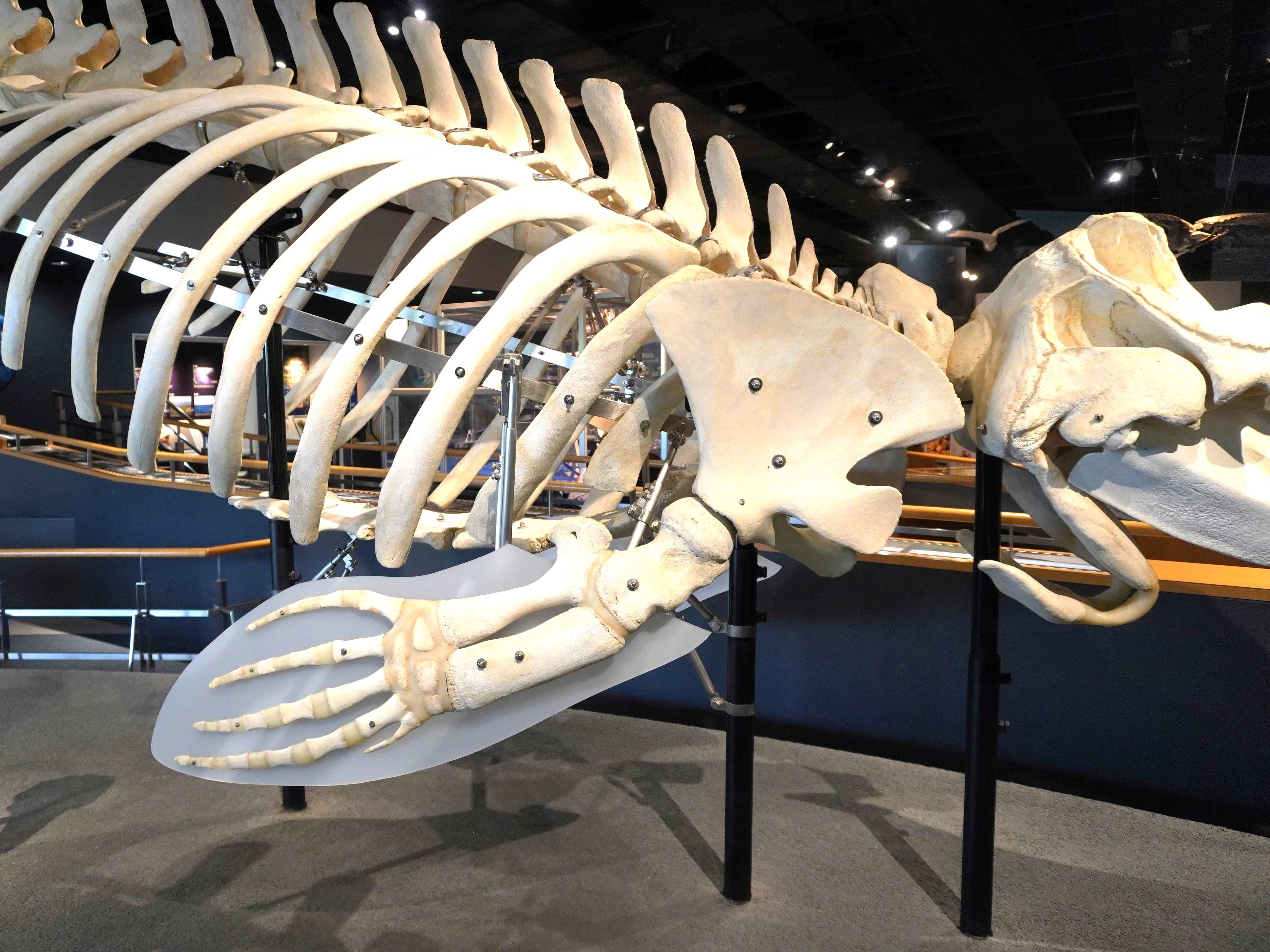 クジラの手と足 | くじらタウン