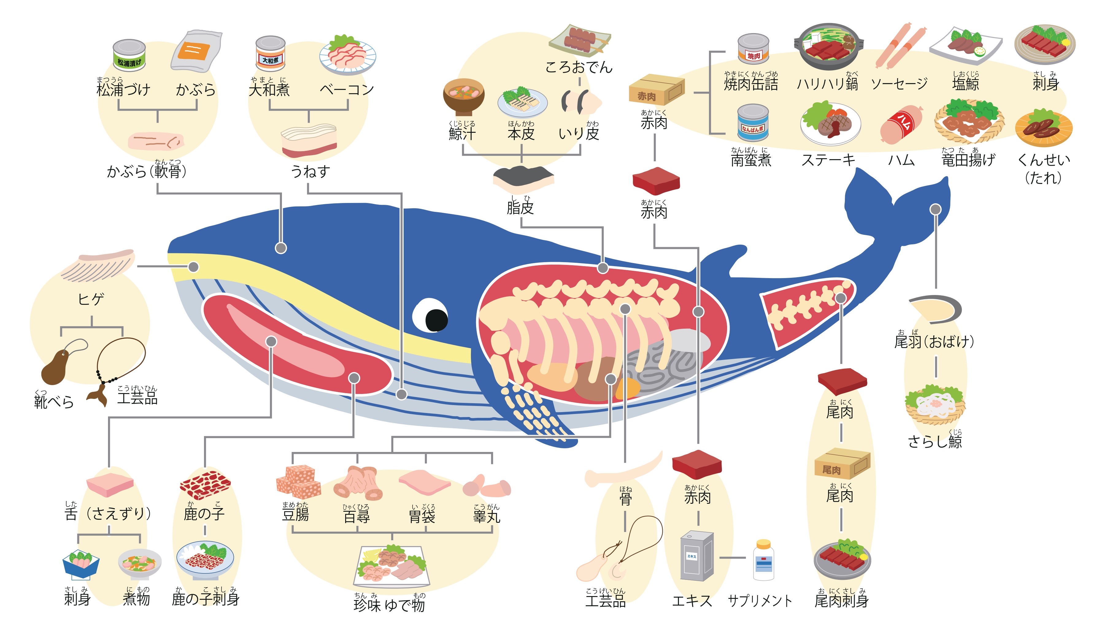 日本で食べられているクジラ | くじらタウン