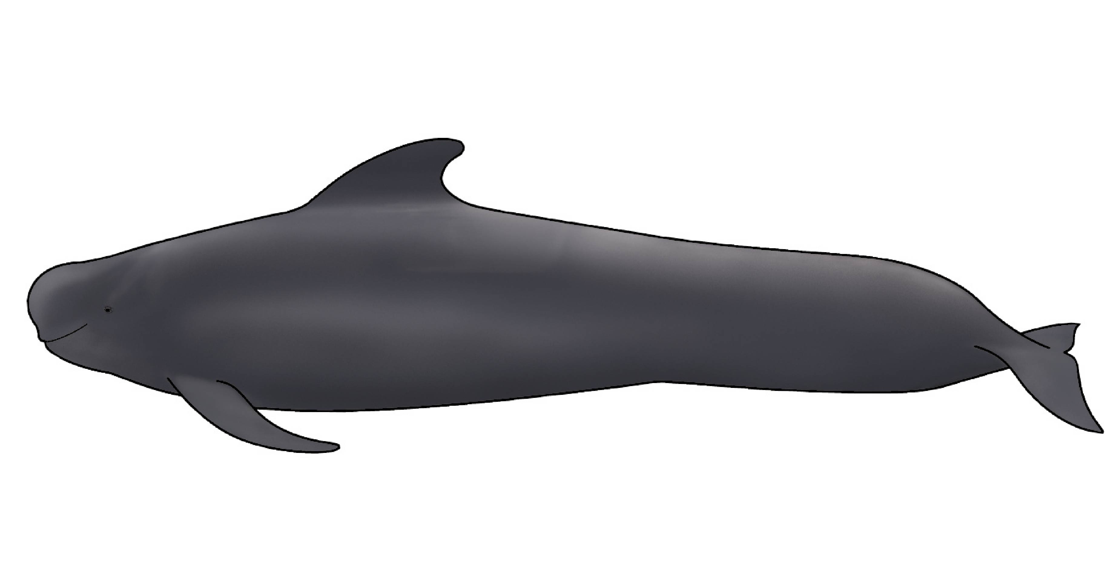 コビレゴンドウ《Short-finned pilot whale》 | くじらタウン