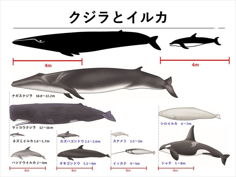 クジラ レディース