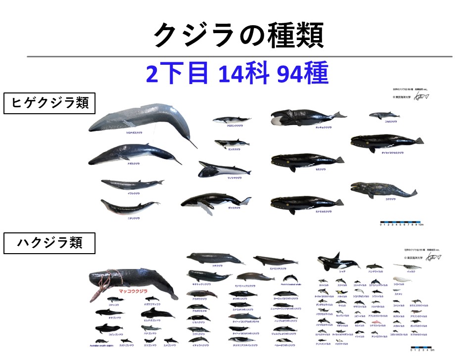 クジラを学ぼう！】第2回 クジラの種類について | くじらタウン