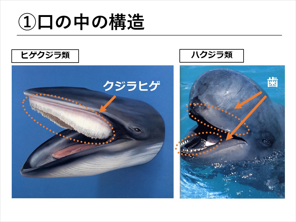 クジラを学ぼう！】第2回 クジラの種類について | くじらタウン