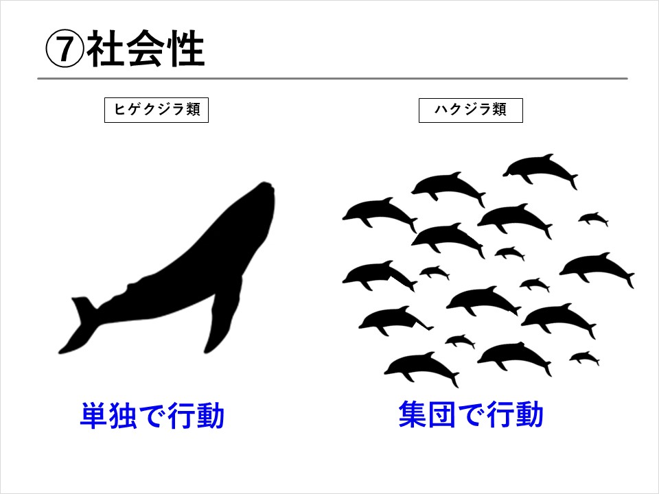 鯨の骨で作られた イルカデザイン エンジ色ループタイ（地球史上最も 