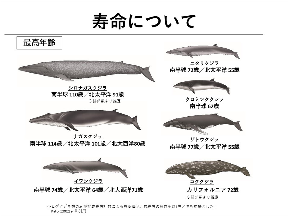 クジラを学ぼう！】第3回 クジラの生活について | くじらタウン