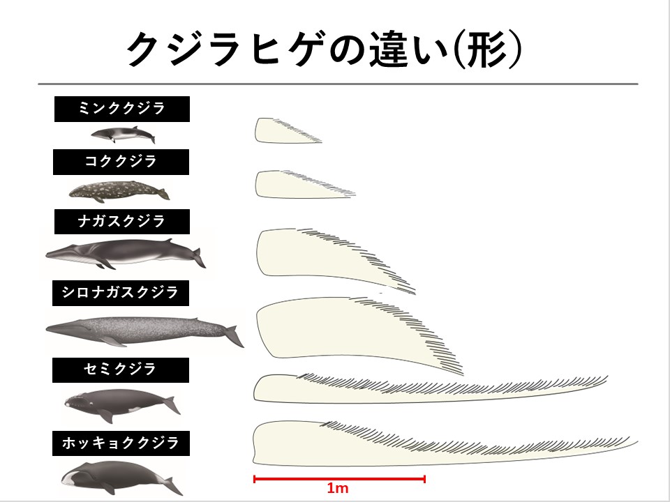 クジラを学ぼう！】第4回 クジラの体について① | くじらタウン