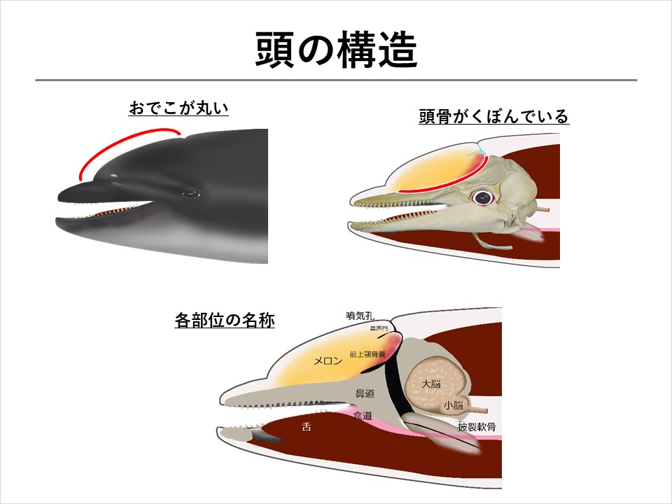 鯨耳 ミンククジラ 耳 一対 クジラを学ぼう！】第4回 クジラの体 