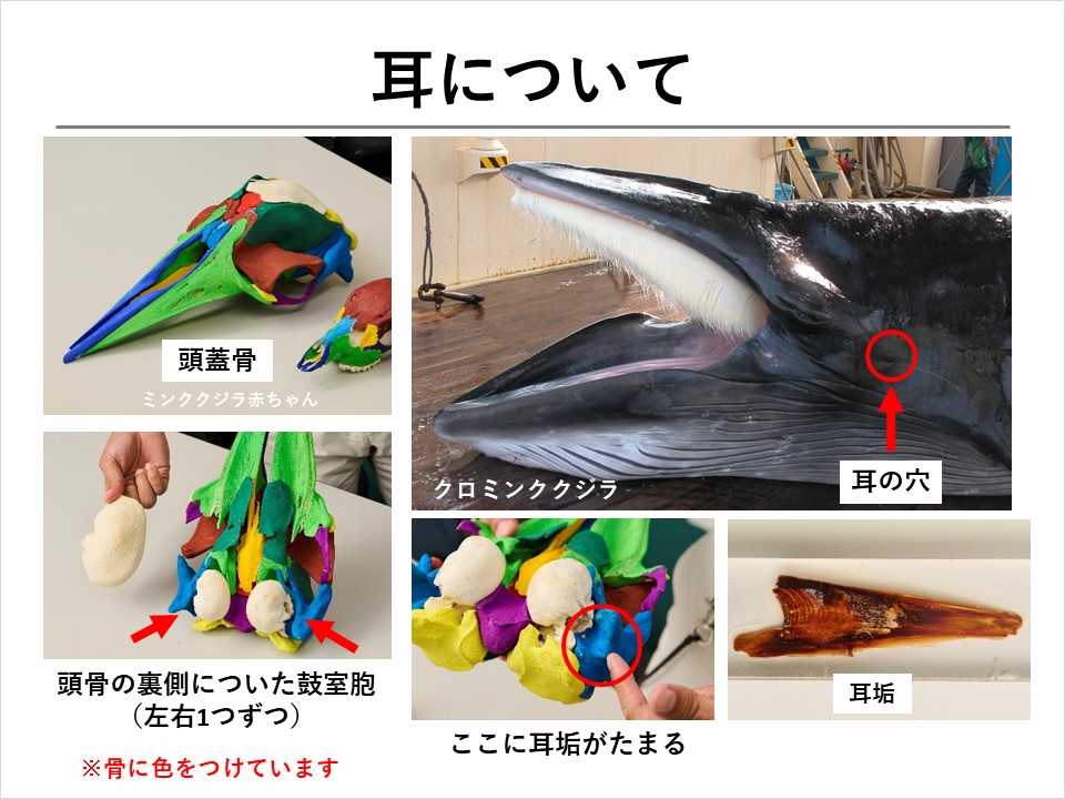 鯨耳 ミンククジラ 耳 一対 クジラを学ぼう！】第4回 クジラの体